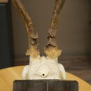 Rehbock Rehgeweih Reh Bock Geweih auf geschnitztem Trophäenschild 604.179