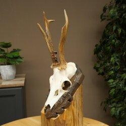 Rehbock Rehgeweih Reh Bock Geweih auf geschnitztem Trophäenschild 604.179