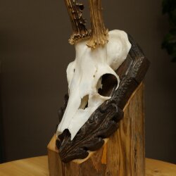 Rehbock Rehgeweih Reh Bock Geweih auf geschnitztem Trophäenschild 604.179