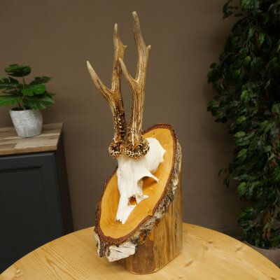 Reehoorn Reehoorn Gewei Reebok op berkenhouten bord 605.132