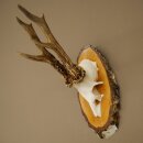 Reehoorn Reehoorn Gewei Reebok op berkenhouten bord 605.132