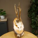 Reehoorn Reehoorn Gewei Reebok op berkenhouten bord 605.132