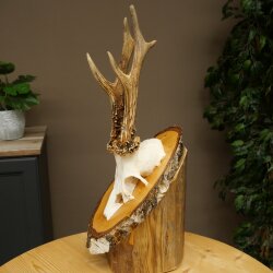 Reehoorn Reehoorn Gewei Reebok op berkenhouten bord 605.132