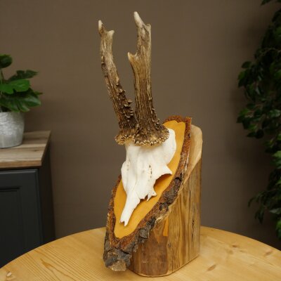 Deer Antlers, Roe Deer Antlers, Roe Buck on Birch Tree Sign 605.136