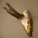 Deer Antlers, Roe Deer Antlers, Roe Buck on Birch Tree...