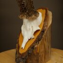 Deer Antlers, Roe Deer Antlers, Roe Buck on Birch Tree Sign 605.136