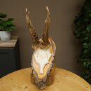 Deer Antlers, Roe Deer Antlers, Roe Buck on Birch Tree Sign 605.136