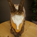 Deer Antlers, Roe Deer Antlers, Roe Buck on Birch Tree Sign 605.136