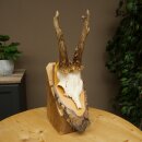 Deer Antlers, Roe Deer Antlers, Roe Buck on Birch Tree Sign 605.136