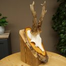 Deer Antlers, Roe Deer Antlers, Roe Buck on Birch Tree Sign 605.136