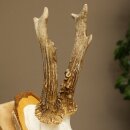 Deer Antlers, Roe Deer Antlers, Roe Buck on Birch Tree Sign 605.136