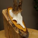 Deer Antlers, Roe Deer Antlers, Roe Buck on Birch Tree Sign 605.136