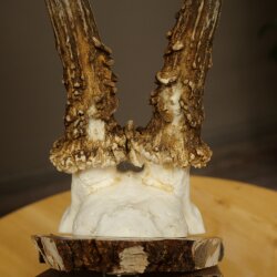 Deer Antlers, Roe Deer Antlers, Roe Buck on Birch Tree Sign 605.136