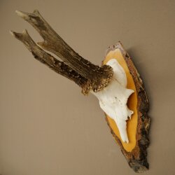 Deer Antlers, Roe Deer Antlers, Roe Buck on Birch Tree Sign 605.136