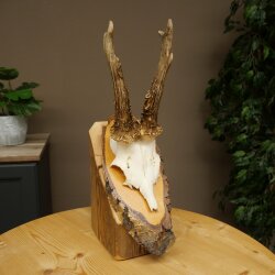 Deer Antlers, Roe Deer Antlers, Roe Buck on Birch Tree Sign 605.136
