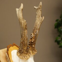 Deer Antlers, Roe Deer Antlers, Roe Buck on Birch Tree Sign 605.136