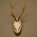 Roe Deer Antlers, Weight 255g, Roe Buck Antlers on Acacia...