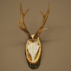 Rehgeweih Reh Geweih Gewicht 255g Gehörn Rehbock auf Akazie Schild 605.138