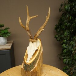 Rehgeweih Reh Geweih Gewicht 255g Gehörn Rehbock auf Akazie Schild 605.138