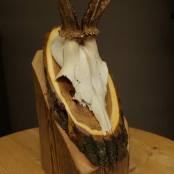 Rehgeweih Reh Geweih Gewicht 255g Gehörn Rehbock auf Akazie Schild 605.138