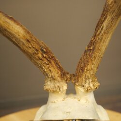 Rehgeweih Reh Geweih Gewicht 255g Gehörn Rehbock auf Akazie Schild 605.138