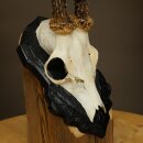 Cuernos de corzo, cuernos de ciervo, trofeo de corzo macho en placa de trofeo tallada 606.153
