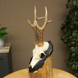 Cuernos de corzo, cuernos de ciervo, trofeo de corzo macho en placa de trofeo tallada 606.153