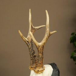 Cuernos de corzo, cuernos de ciervo, trofeo de corzo macho en placa de trofeo tallada 606.153