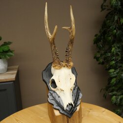 Cuernos de corzo, cuernos de ciervo, trofeo de corzo macho en placa de trofeo tallada 606.153
