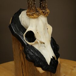 Cuernos de corzo, cuernos de ciervo, trofeo de corzo macho en placa de trofeo tallada 606.153