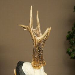 Cuernos de corzo, cuernos de ciervo, trofeo de corzo macho en placa de trofeo tallada 606.153