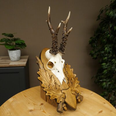 Rehgeweih Reh Gehörn Bock Rehgehörn Geweih auf geschnitztem Trophäenschild 609.103