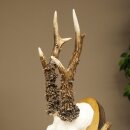 Rehgeweih Reh Gehörn Bock Rehgehörn Geweih auf geschnitztem Trophäenschild 609.103