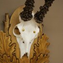 Rehgeweih Reh Gehörn Bock Rehgehörn Geweih auf geschnitztem Trophäenschild 609.103