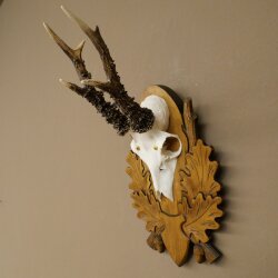 Rehgeweih Reh Gehörn Bock Rehgehörn Geweih auf geschnitztem Trophäenschild 609.103