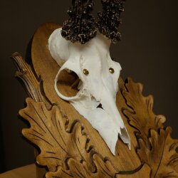 Rehgeweih Reh Gehörn Bock Rehgehörn Geweih auf geschnitztem Trophäenschild 609.103