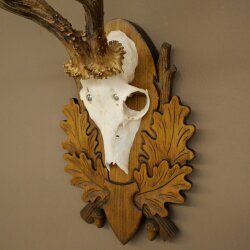Roe Deer Antlers, Weight 310g, Roe Deer Antlers, Buck, Carved Trophy Shield 609.105