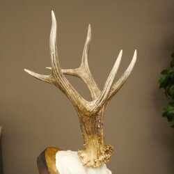 Roe Deer Antlers, Weight 310g, Roe Deer Antlers, Buck, Carved Trophy Shield 609.105