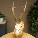 Rehgeweih Gewicht 365 g Reh Gehörn Bock Rehgehörn Geweih Trophöenschild 609.108