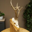 Rehgeweih Gewicht 365 g Reh Gehörn Bock Rehgehörn Geweih Trophöenschild 609.108