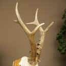 Rehgeweih Gewicht 365 g Reh Gehörn Bock Rehgehörn Geweih Trophöenschild 609.108