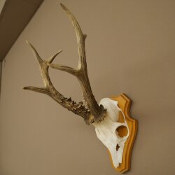 Rehgeweih Gewicht 365 g Reh Gehörn Bock Rehgehörn Geweih Trophöenschild 609.108