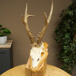 Rehgeweih Gewicht 365 g Reh Gehörn Bock Rehgehörn Geweih Trophöenschild 609.108