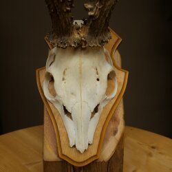 Rehgeweih Gewicht 365 g Reh Gehörn Bock Rehgehörn Geweih Trophöenschild 609.108