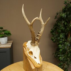 Rehgeweih Gewicht 365 g Reh Gehörn Bock Rehgehörn Geweih Trophöenschild 609.108