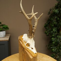 Rehgeweih Gewicht 365 g Reh Gehörn Bock Rehgehörn Geweih Trophöenschild 609.108