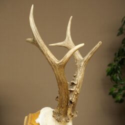 Rehgeweih Gewicht 365 g Reh Gehörn Bock Rehgehörn Geweih Trophöenschild 609.108