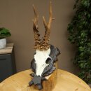 Rehgeweih Gewicht 295 g Reh Gehörn Bock Rehgehörn Geweih geschnitztem Trophöenschild 609.110