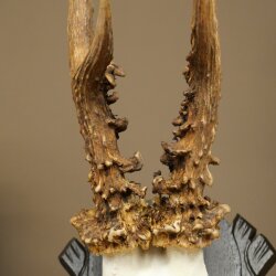 Rehgeweih Gewicht 295 g Reh Gehörn Bock Rehgehörn Geweih geschnitztem Trophöenschild 609.110