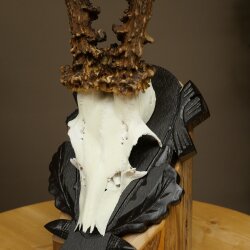 Rehgeweih Gewicht 295 g Reh Gehörn Bock Rehgehörn Geweih geschnitztem Trophöenschild 609.110